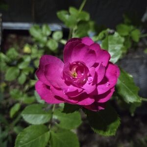 Meet your Posher, Kelsey